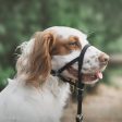 Walk  n Train! Dog Head Halter (XLG) For Cheap