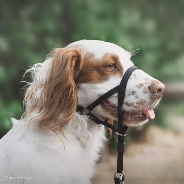 Walk  n Train! Dog Head Halter (XLG) For Cheap